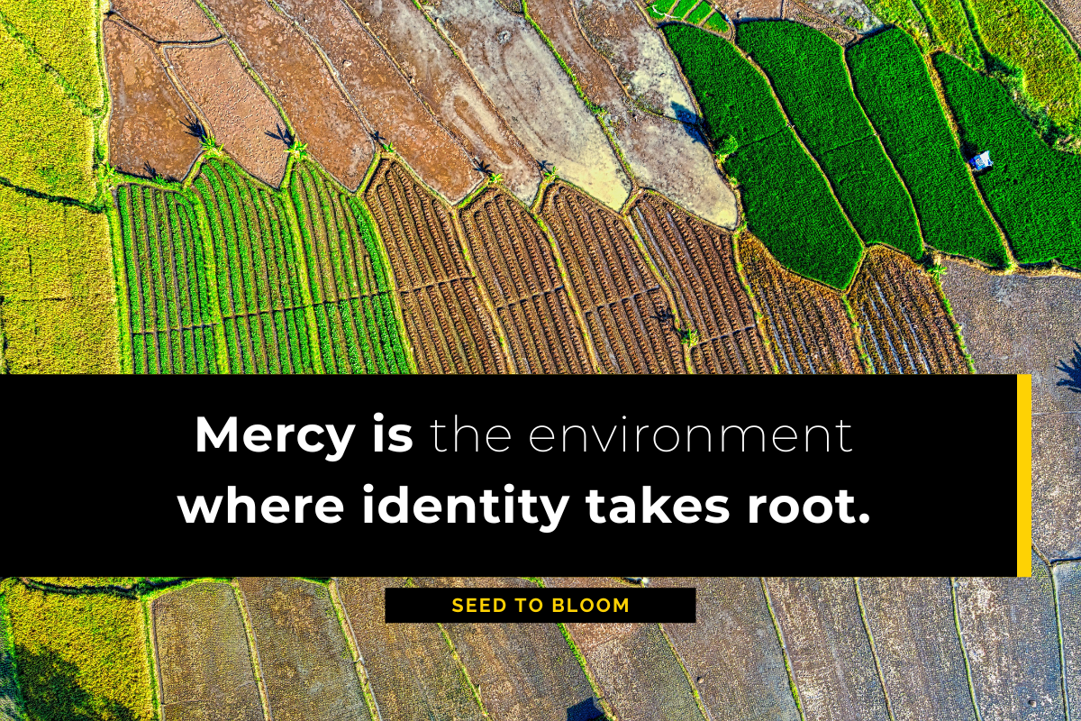 Mercy is the environment where identity takes root. IDENTITY BLOOM - FLOWUPHQ - A rice field showcasing agricultural patterns.